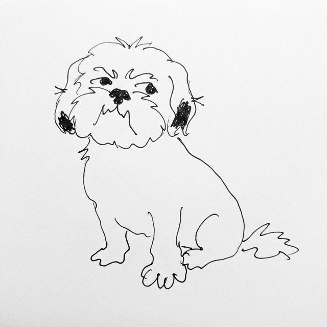 Wobbly ink doodle of a fluffy shih tzu sitting